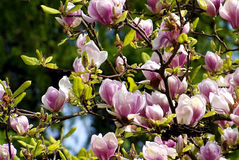 Magnoliaceae - Blütenpracht im Frühling