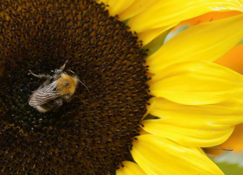 Schwerstarbeit einer Biene