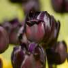 Fotografie: Tulpen in einem Park in Budapest