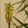 Fotografie: Minibananen - seltsame Blüte