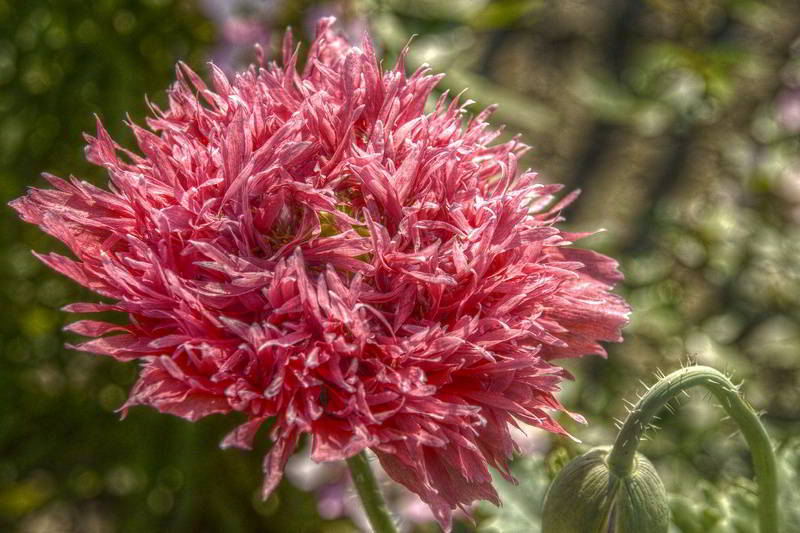 Gartennelke im Pfarrgarten Starkow