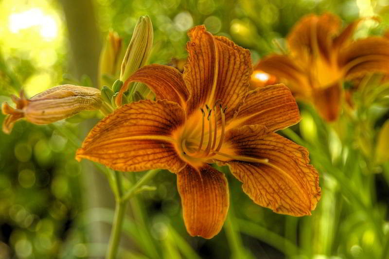 Blüte in einem Sommergarten