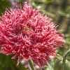 Fotografie: Gartennelke im Pfarrgarten Starkow