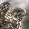 Fotografie: Bussard