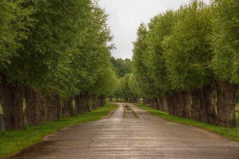 Allee in Lauterbach bei Putbus