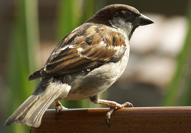 Ein Spatz auf dem Stuhl