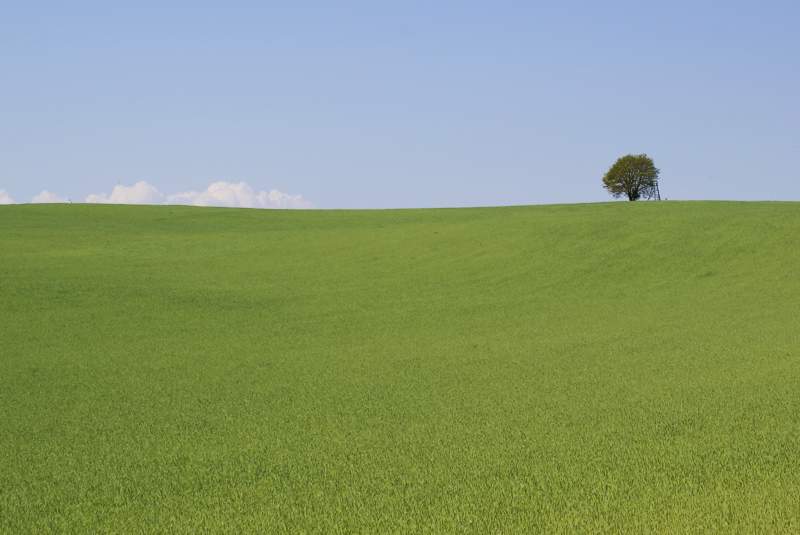 Einzelstück auf dem Feld