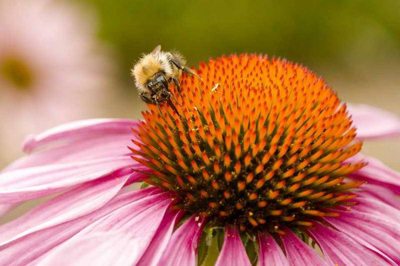 Biene auf einer Blüte bei der Arbeit
