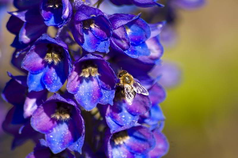 Bei der Arbeit - Biene auf einer Blüte