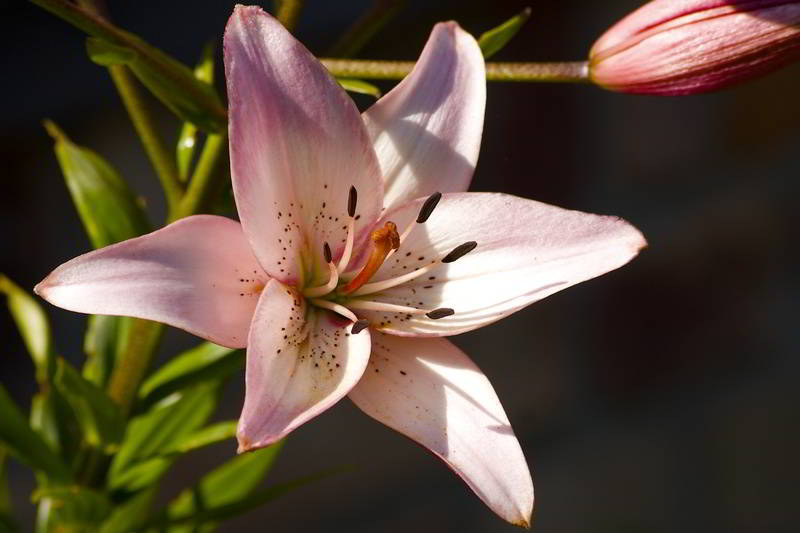 Sommerblüte in Starkow