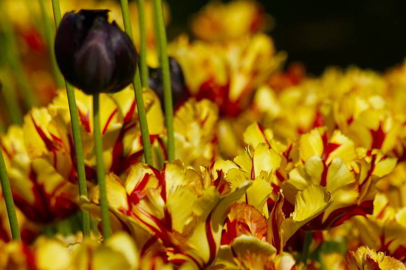 Tulpen in Budapester Park