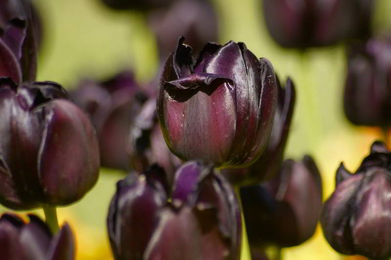 Tulpen in einem Park in Budapest