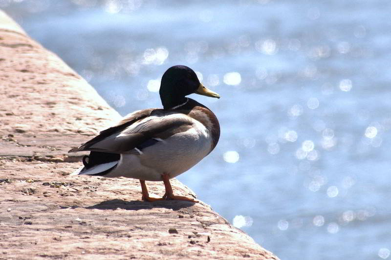 Donauente in Budapest