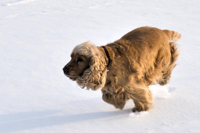 Hund in Eile auf dem Eis