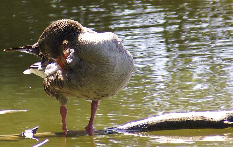 Frühjahrsputz einer Ente