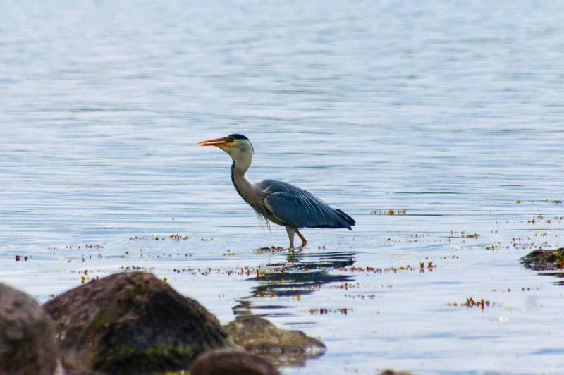 Graureiher macht Pause am Strelasund