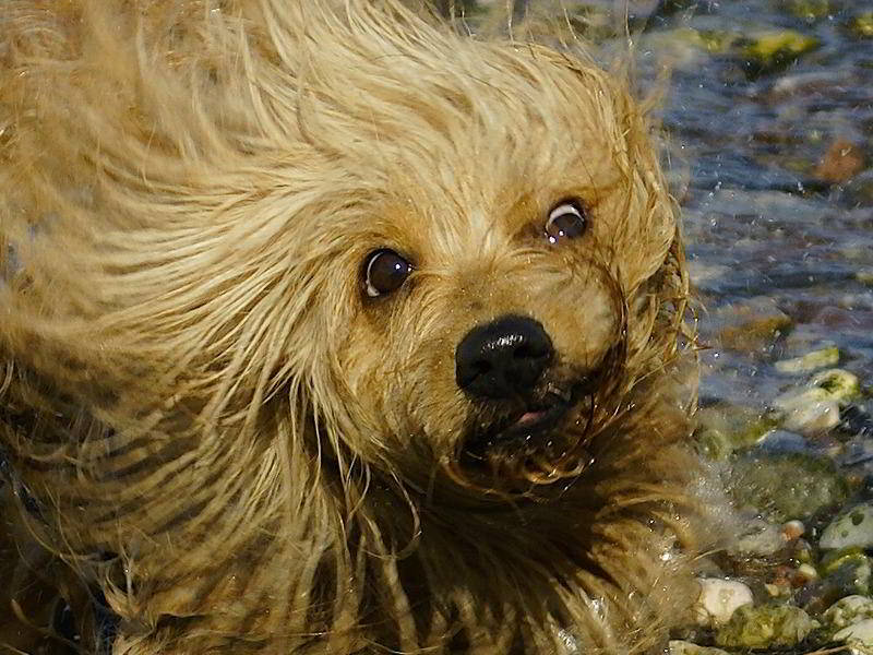 Hund nach dem Vollbad