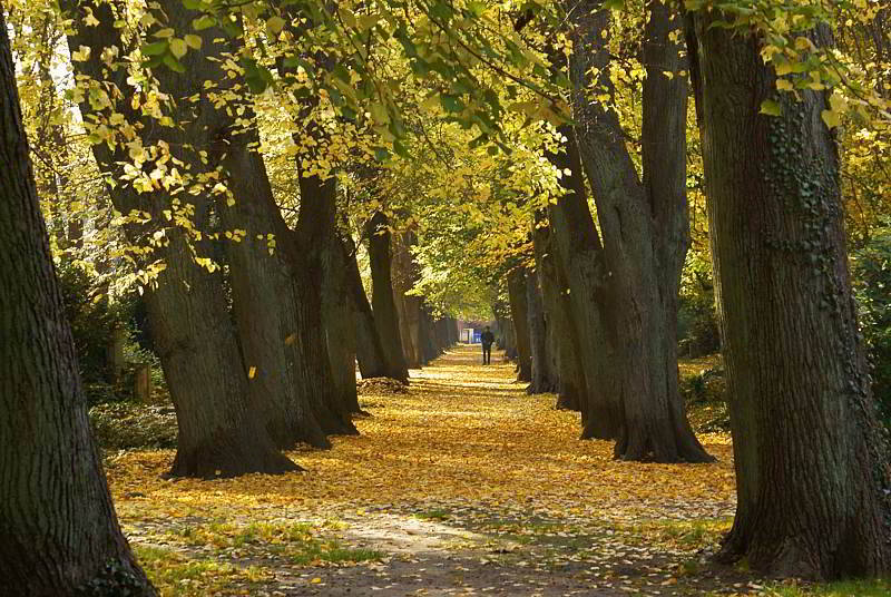 Herbst in einem Stralsunder Park