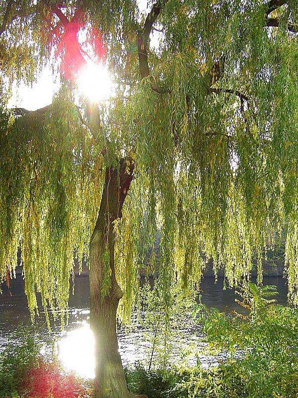 Herbstfunkeln an der Spree in Berlin