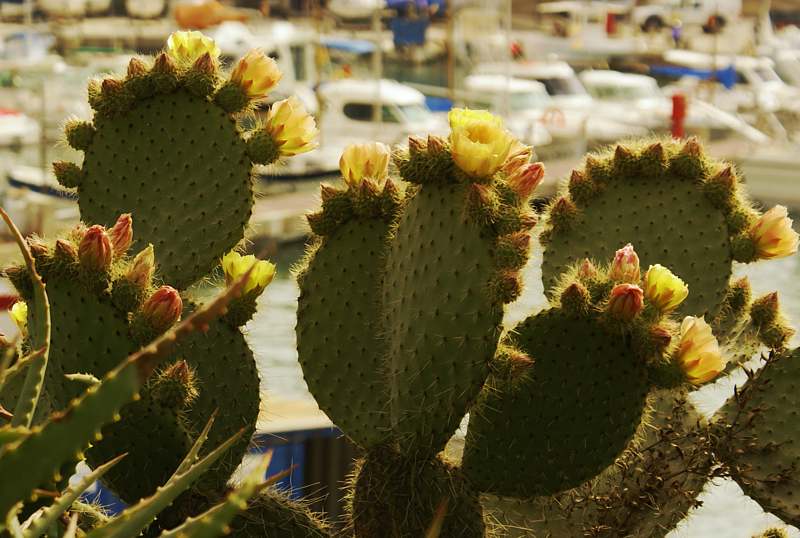 Kaktusblüten auf Mallorca