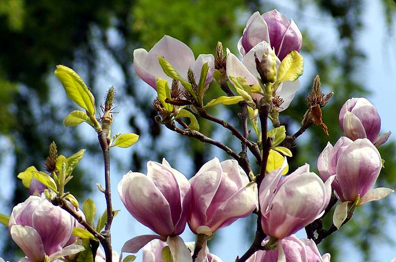 Magnolienblüten - Detailbild