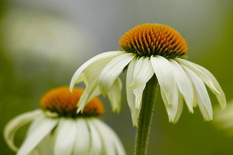 Margerite in voller Sommerblüte