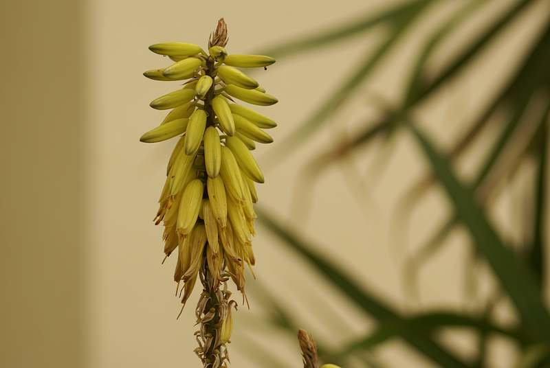 Minibananen - seltsame Blüte