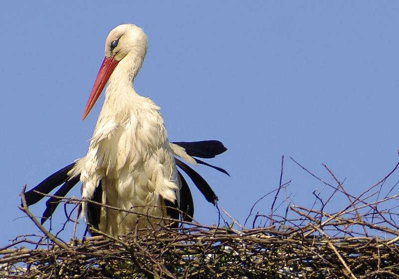 Scharfe Blicke ein Storch beim Nestbau