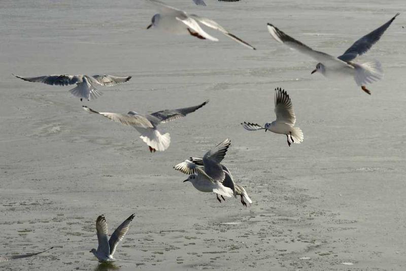 Die Flugkünste der Möwen an der Ostsee