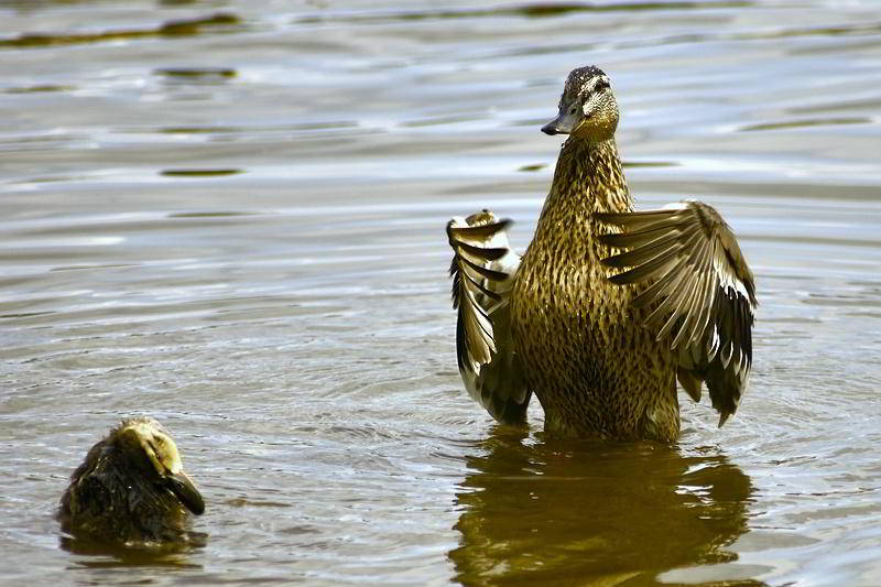 Entenfamilie auf der Moldau in Prag