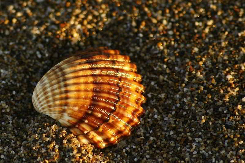 Muschel am Strand bei Antalya