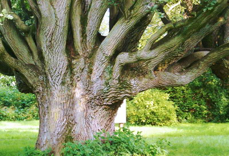 Eichenbaum im Schlosspark in Ralswiek auf Rügen