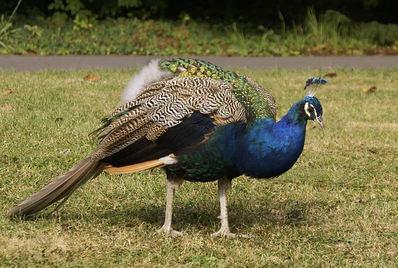 Ein freilaufender Pfau in Prag