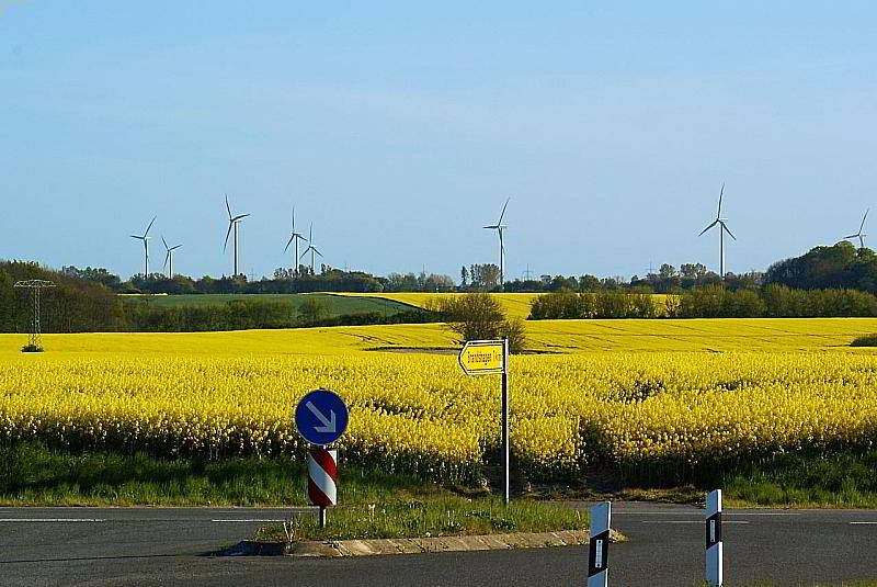 Rapsblüte in Brandshagen bei Stralsund