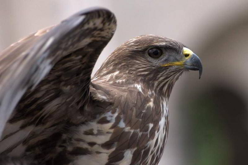Bussard in Budapest auf der Fischerbastei