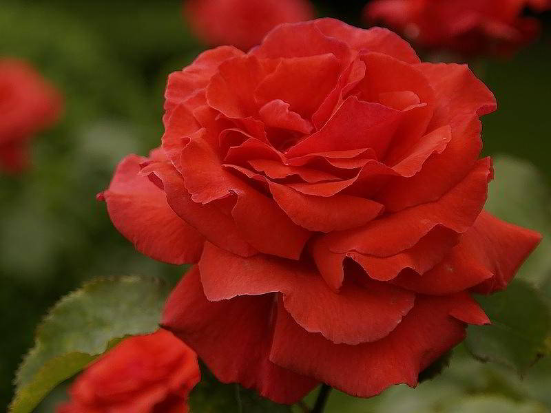 Aufgeblüht - Rose im Humboldhain Berlin