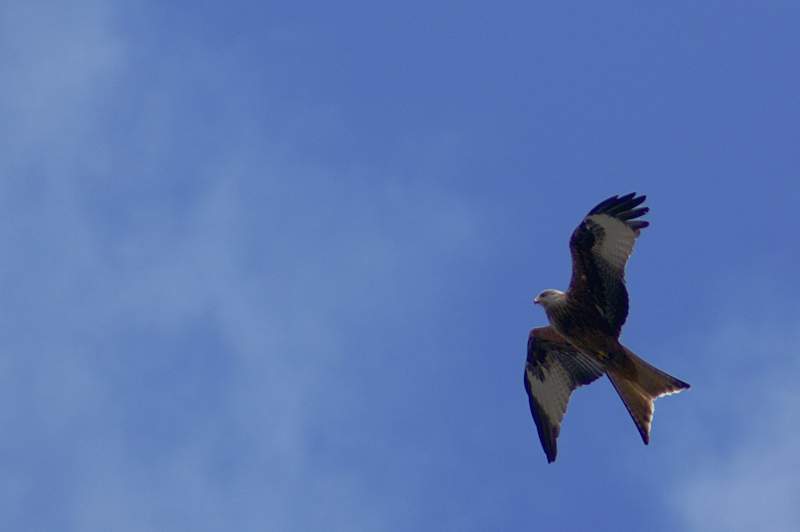 Roter Milan am Himmel bei der Jagd