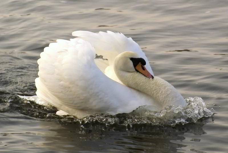 Schwanenkönig auf dem Strelasund