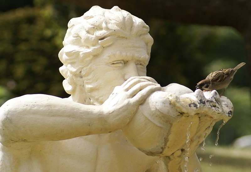 Gemeinsamer Spass - Spatz am Brunnen