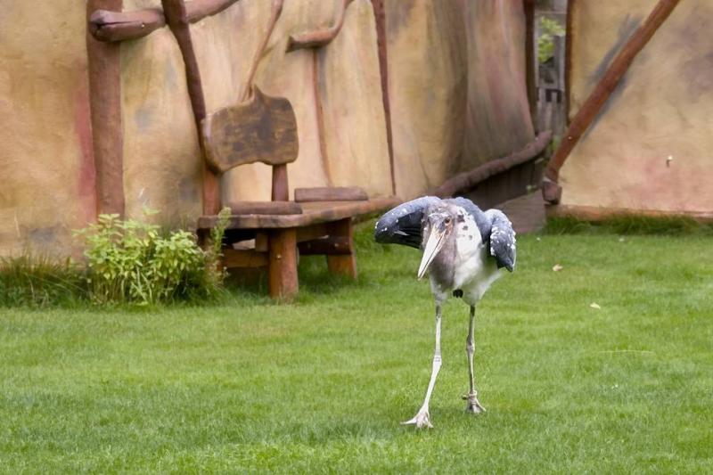 Foto eines Marabu aus der Familie der Störche