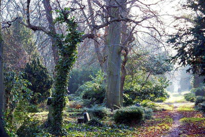 Verwildernder Friedhof in Stralsund