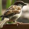 Fotografie: Ein Spatz auf dem Stuhl