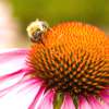 Fotografie: Biene auf einer Blüte bei der Arbeit