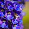 Fotografie: Bei der Arbeit - Biene auf einer Blüte