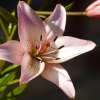 Fotografie: Sommerblüte in Starkow