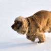 Fotografie: Hund in Eile auf dem Eis