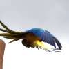 Fotografie: Foto eines Papagei beim Abflug