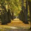 Fotografie: Herbst in einem Stralsunder Park