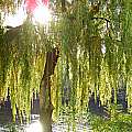 Fotografie: Herbstfunkeln an der Spree in Berlin