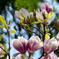 Fotografie: Magnolienblüten - Detailbild